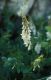 Wandern Piemonte - Hedysarum boutignyanum